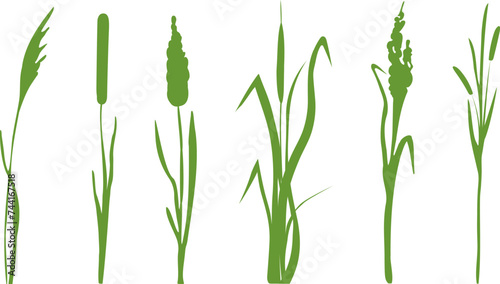 Image of a green reed,grass or bulrush on a white background.Isolated vector drawing.Black grass graphic silhouette.