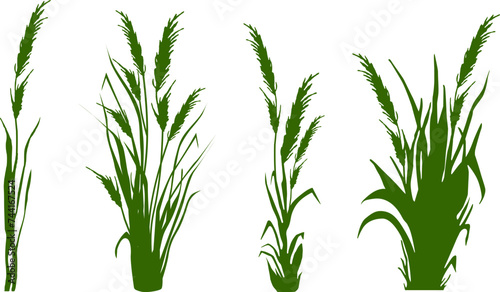 Image of a green reed,grass or bulrush on a white background.Isolated vector drawing.Black grass graphic silhouette.