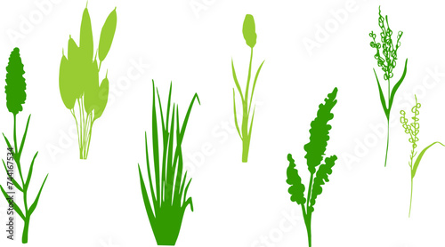 Image of a green reed,grass or bulrush on a white background.Isolated vector drawing.Black grass graphic silhouette.