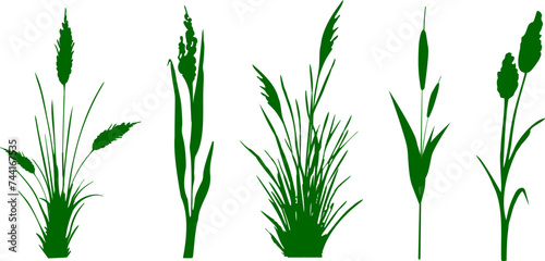 Fototapeta Naklejka Na Ścianę i Meble -  Image of a green reed,grass or bulrush on a white background.Isolated vector drawing.Black grass graphic silhouette.