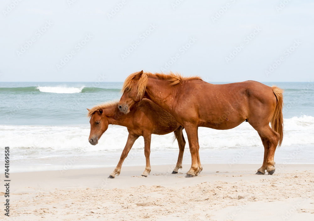 A wild pony and foal standing on the shore at Assateague Island, Maryland A wild pony and foal standing on the shore at Assateague Island, Maryland