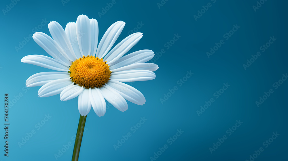 Daisy flower background, ecology and healthy environment concept Daisy flower background, ecology and healthy environment concept