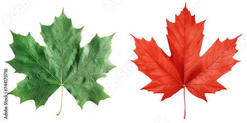 Maple Leaf Set Isolated on Transparent or White Background  PNG