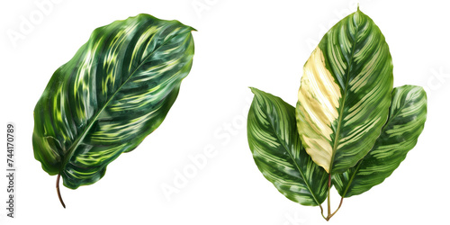 Calathea Ornata Leaf Set Isolated on Transparent or White Background  PNG