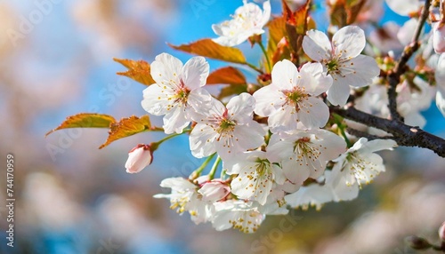 branch of the blossoming sakura with white flowers japanese hanami festival time when people enjoy sakura blossom cherry blossoming season in japan