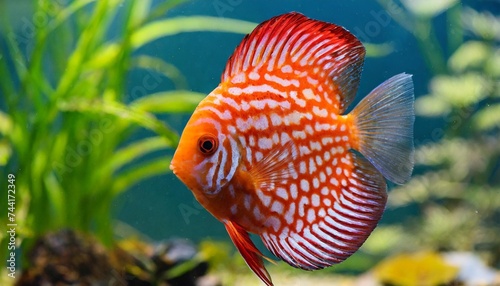 pompadour fish swimming in aquarium red symphysodon discus side view