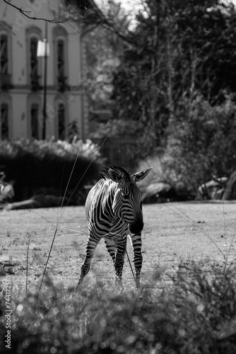 Zebra in a park