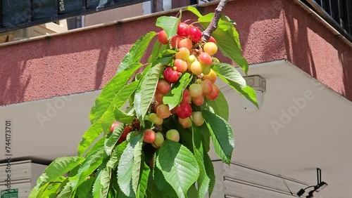 Cherry branch with ripening berries against the background of a building in Bulgaria