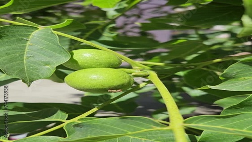 Unripe walnut and walnut tree (Juglans regia)