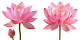 Pink Lotus Flower Set Isolated on Transparent or White Background, PNG