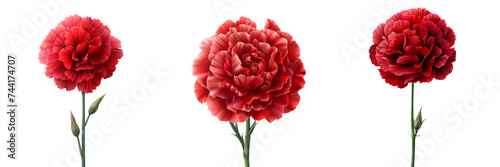Red Carnation Set Isolated on Transparent or White Background  PNG