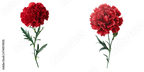 Red Carnation Flower Set Isolated on Transparent or White Background, PNG