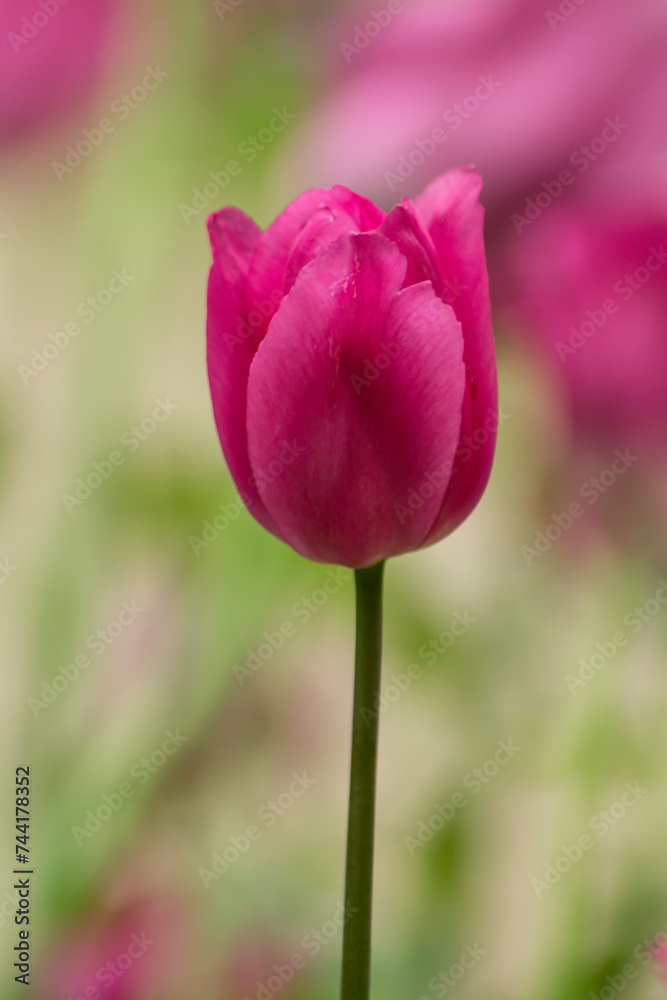tulipe rose de coté