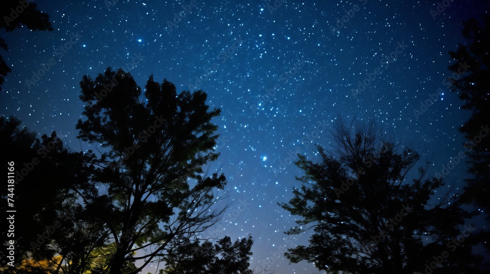 Stars at night with backlit trees