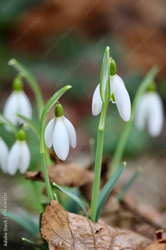Fototapeta premium Spring flowers