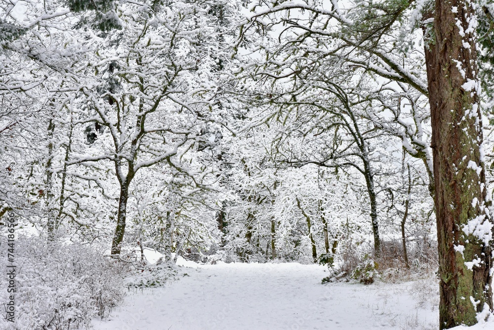Snowy winter scene after the snowfall, seasonal white world Snowy winter scene after the snowfall, seasonal white world