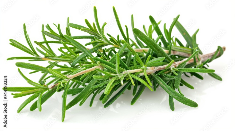 Fototapeta premium A vibrant close-up of a majestic shortstraw pine, with its emerald green needles and golden fir cones, captures the enduring beauty of nature's evergreen gifts