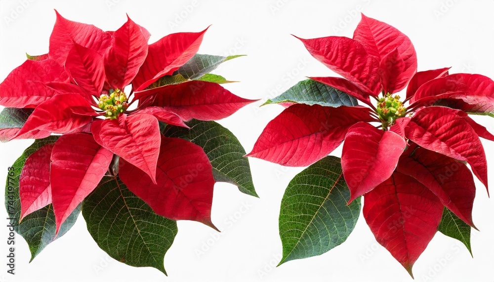 poinsettia or christmas eve flower with leaves set isolated transparent png flor de pascua red euphorbia pulcherrima flowering plant