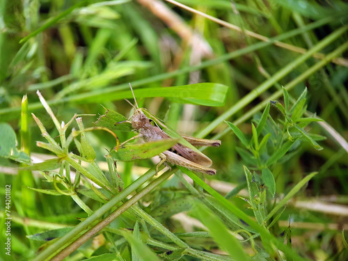 Grasshopper cricket in grass