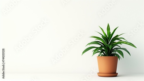 Houseplant in a terracotta pot against a white background