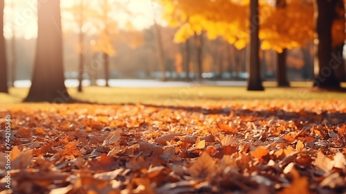 Carpet of Crisp Autumn Leaves in Park at Sunset