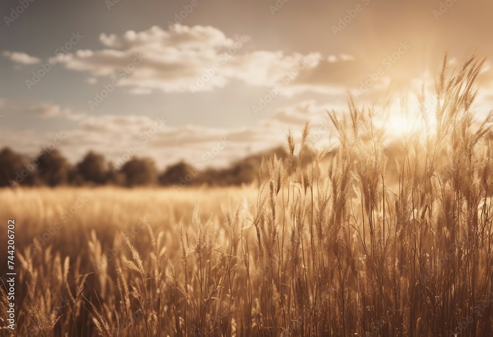 Obraz premium Savanna dried grass field Wheat field in sunset