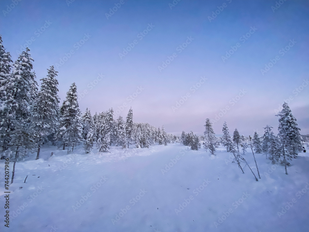 Snowy winter forest landscape on a sunset sky in winter in Rovaniemi, Finnish Lapland