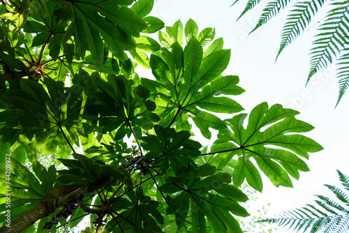The rice-paper plant (Tetrapanax papyrifer)