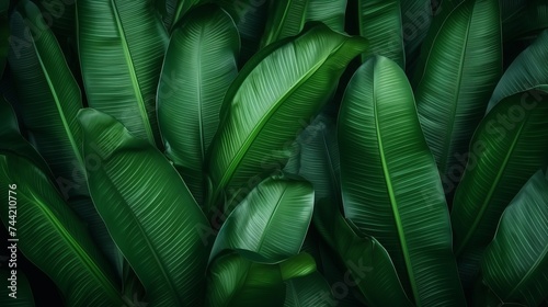 Tropical banana leaf texture  large palm foliage nature dark green background