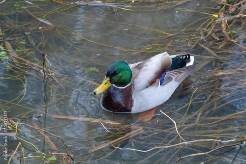 duck on the water
