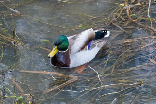 duck on the water