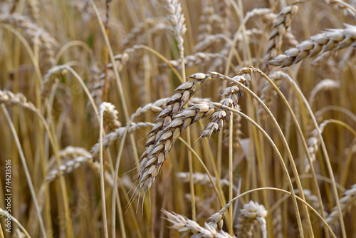 Ripe ears of wheat on the field. Close-up.