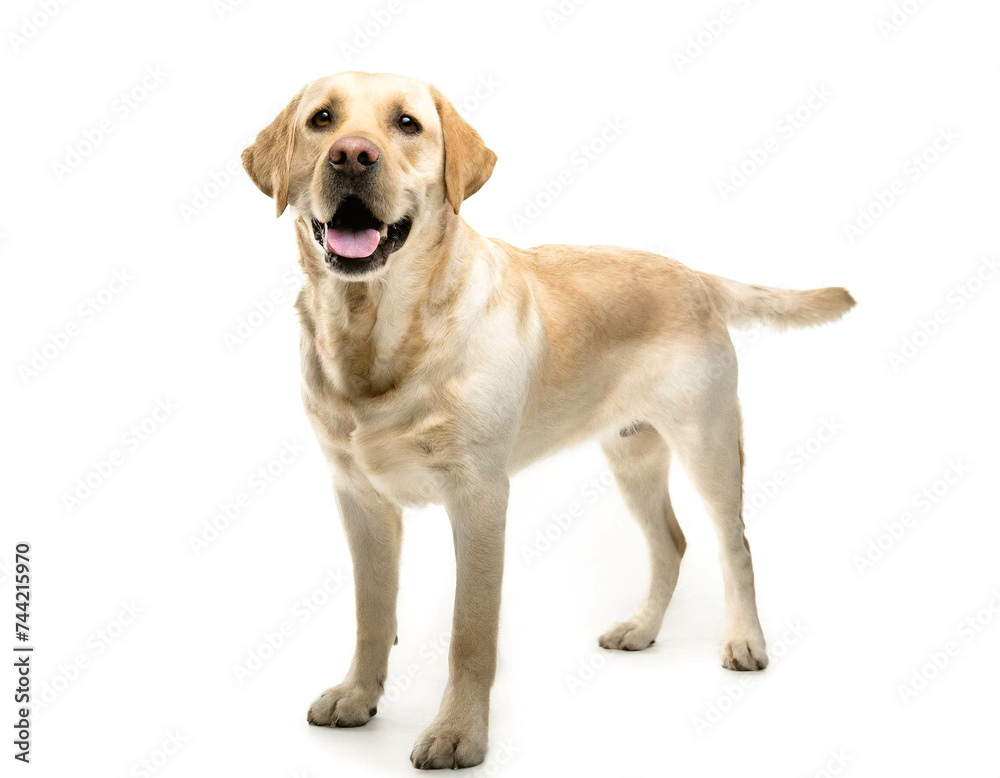 Labrador stehend isoliert auf weißen Hintergrund, Freisteller