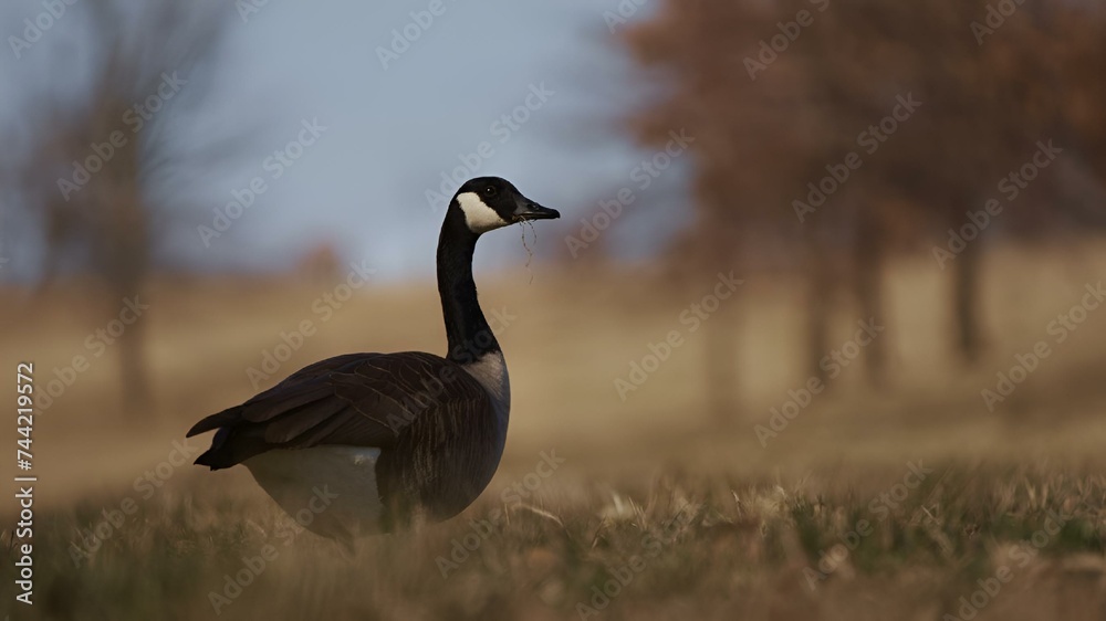 a goose walks in a field of grass with trees in the background a goose walks in a field of grass with trees in the background