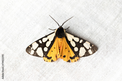 Arctia villica, the cream-spot tiger, is a moth of the family Erebidae. photo