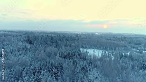 Snow-Blanketed Pine Forests of Latvia from an Aerial Drone with Sunrise. photo