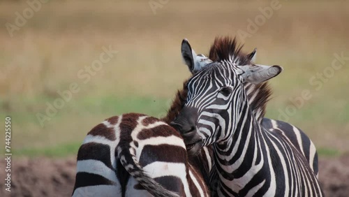 A Pair Of Zebras Grooming Each Other In Ol Pejeta Conservancy, Kenya, Africa. Close Up Shot photo