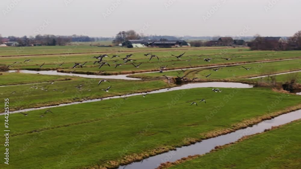 Flock of Geese Flying Over Dutch Polders, Wetlands, Lush Farmland Flock of Geese Flying Over Dutch Polders, Wetlands, Lush Farmland