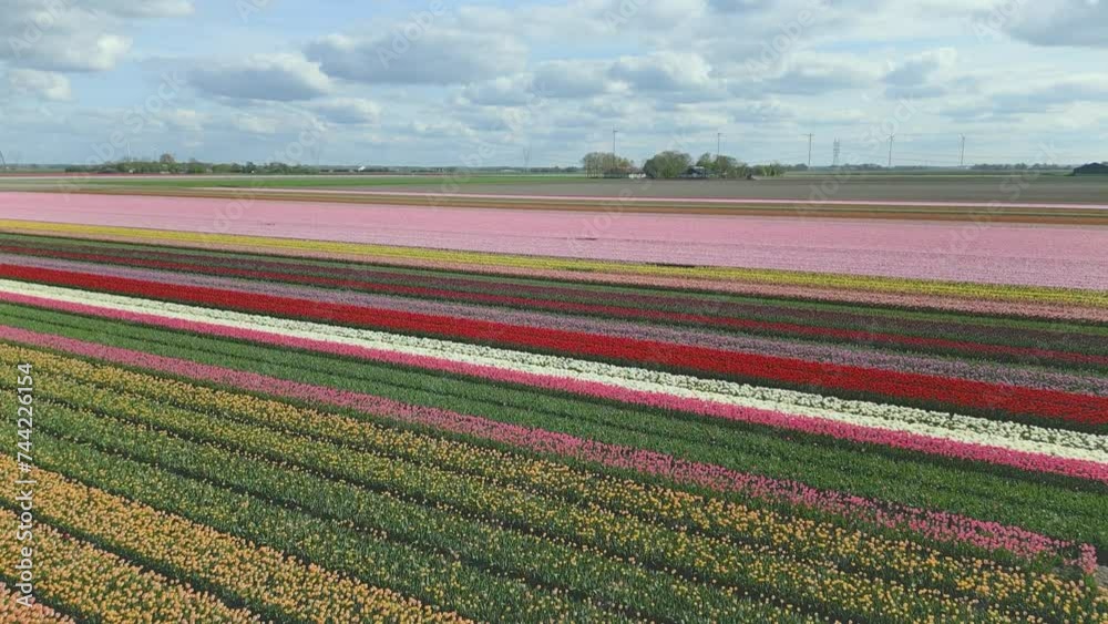 Rows of colorful tulip fields with wind turbines and white clouds on a blue sky in the background. Aerial shot moves forward and up. Rows of colorful tulip fields with wind turbines and white clouds on a blue sky in the background. Aerial shot moves forward and up.