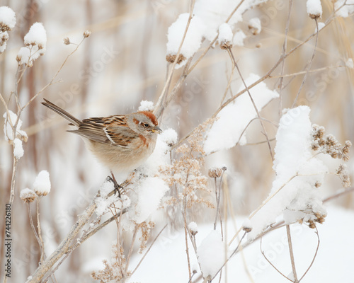 Spizella arborea commonly known as the American Tree Sparrow perched on a prairie plant in the winter. There is snow on the branches. The bird is eating the seeds. 