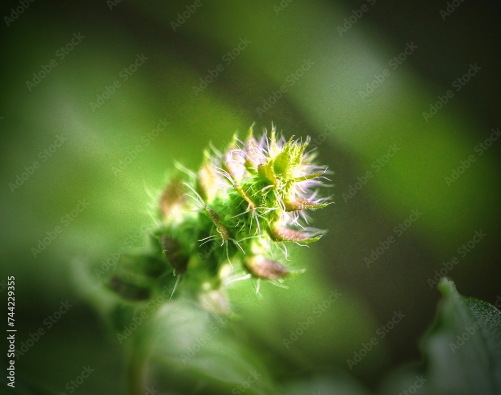 a green plant in the foreground with leaves in the back a green plant in the foreground with leaves in the back