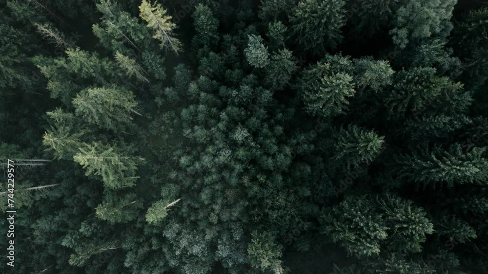 Dense green forest canopy from above, with a sense of tranquility, aerial view