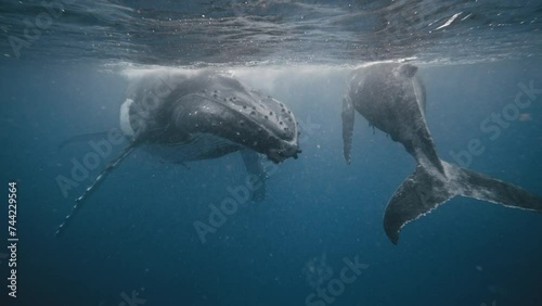Humpback whale head meets tail fluke of young calf at ocean surface in surreal moment of beauty photo