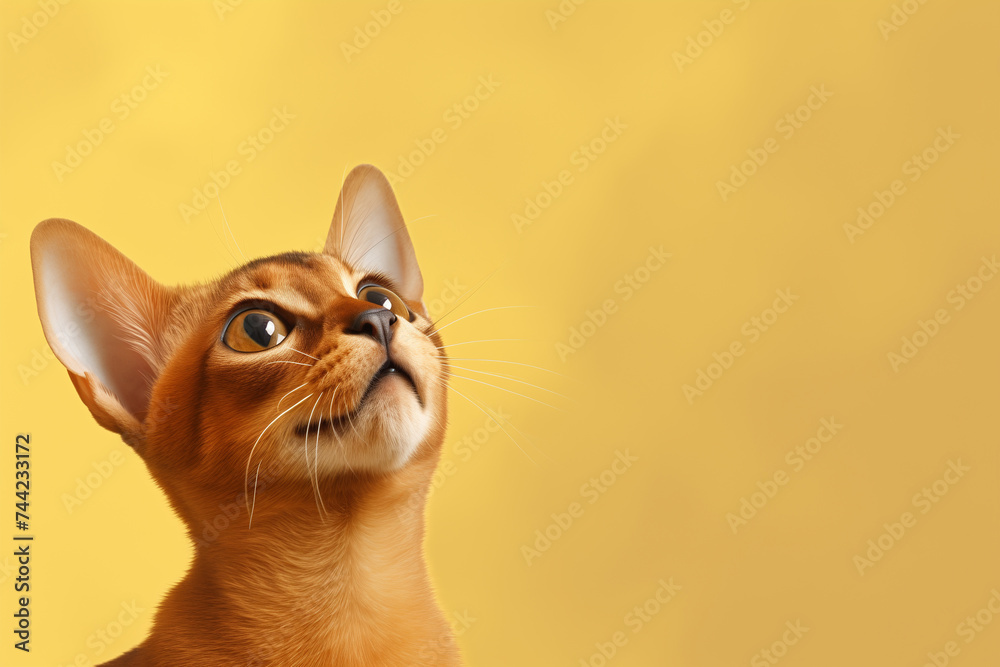 Cute abyssinian cat looking up on solid soft yellow background, copy space