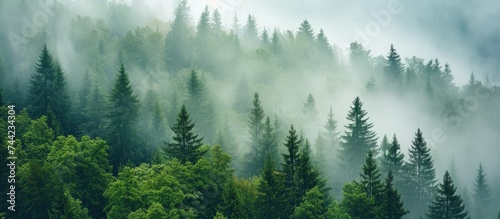 A photograph capturing the captivating forest detail of Bohemian Sumava National Park in the Czech Republic, as the trees become shrouded in fog on a misty morning.