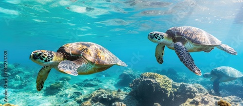 Two green sea turtles gracefully swim over a vibrant coral reef in their natural underwater habitat. The clear blue water provides a stunning backdrop to their elegant movements.