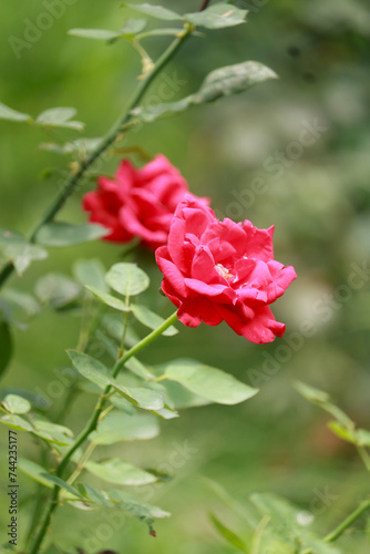 red rose in garden