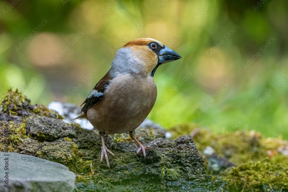 Closeup of a small Hawfinch perched atop a moss-covered rock in a lush green Closeup of a small Hawfinch perched atop a moss-covered rock in a lush green