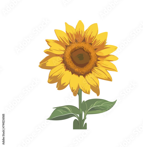 Vector of a yellow sunflower on a white background