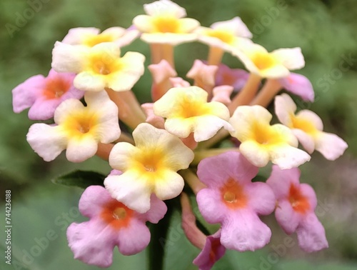 flowers with purple and yellow flowers on them in the garden